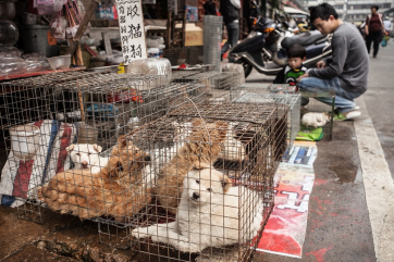 В Китае хотят запретить есть собак